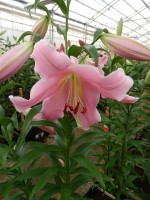 [3514 PO30 Diamante No02.JPG]